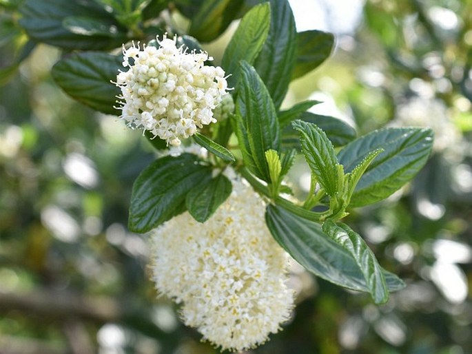 Ceanothus thyrsiflorus