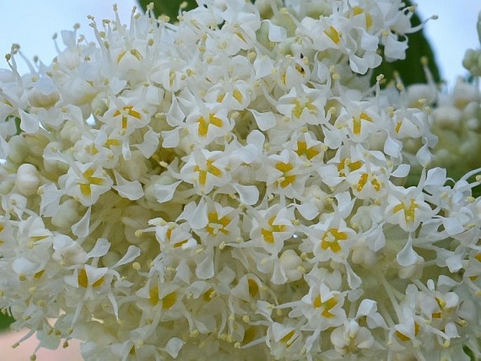 Ceanothus thyrsiflorus