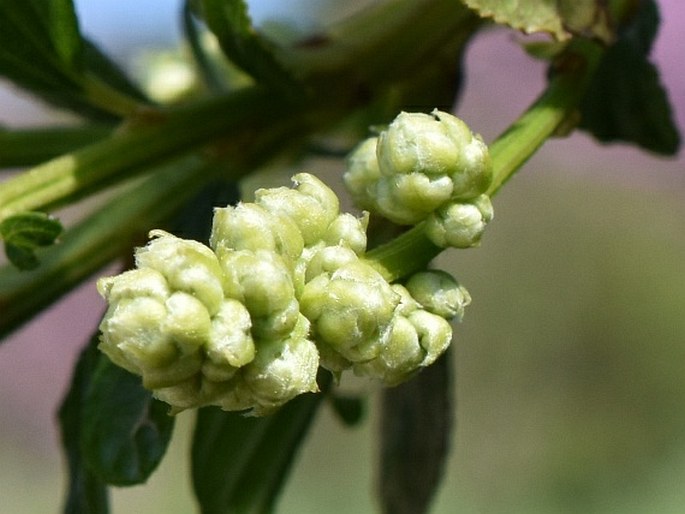 Ceanothus thyrsiflorus