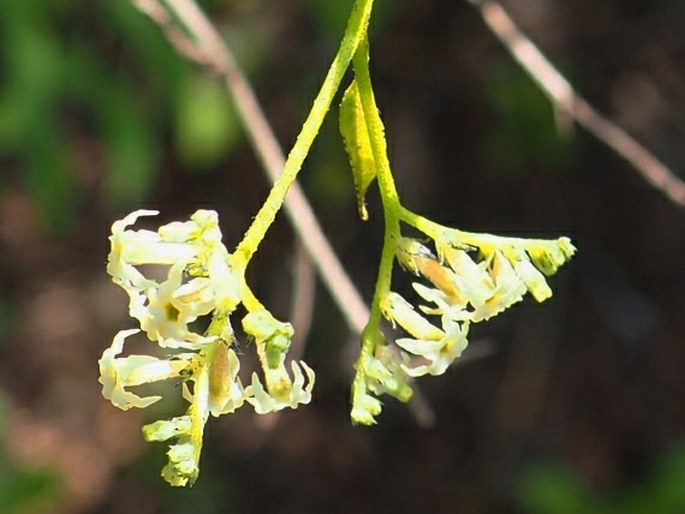 Ceballosia fruticosa