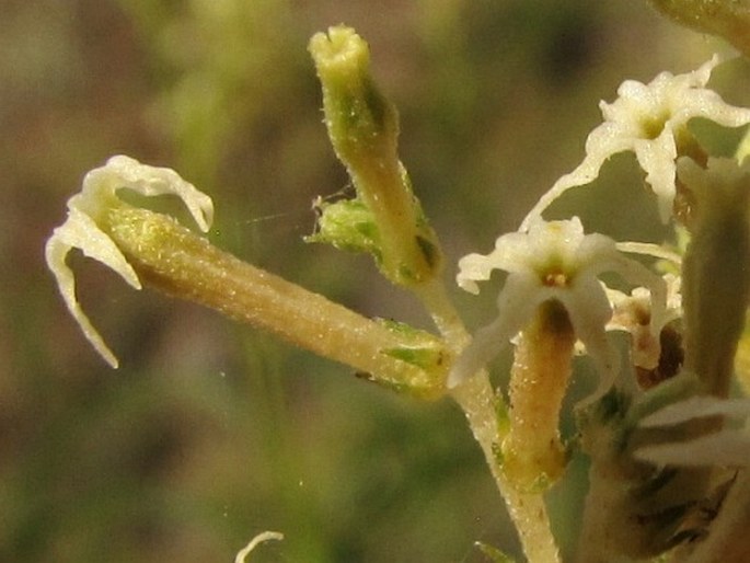 Ceballosia fruticosa