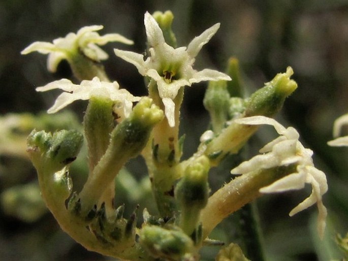 Ceballosia fruticosa