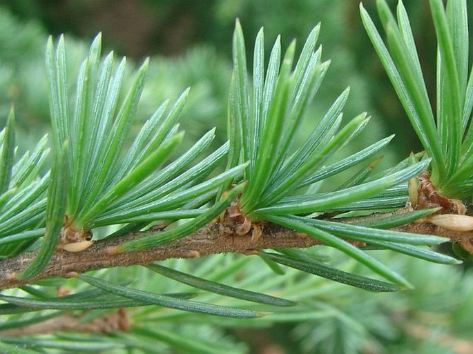 Cedrus atlantica