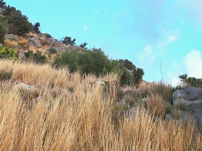 Sicílie, Rocca di Cefalù