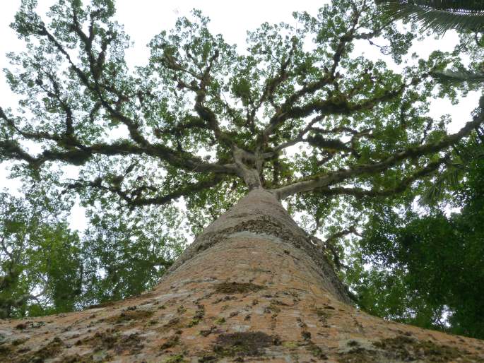 Ceiba pentandra