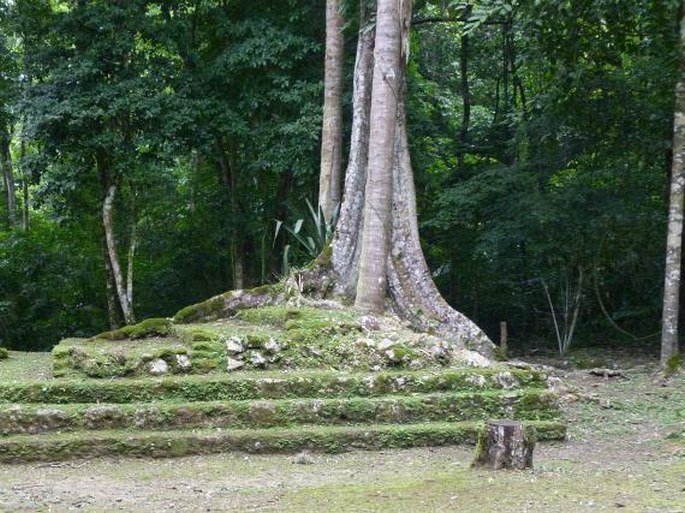 Ceiba pentandra