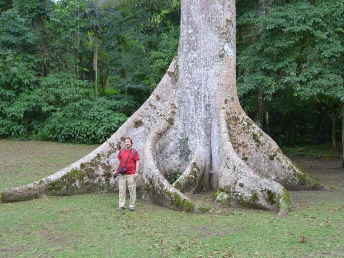 Ceiba pentandra