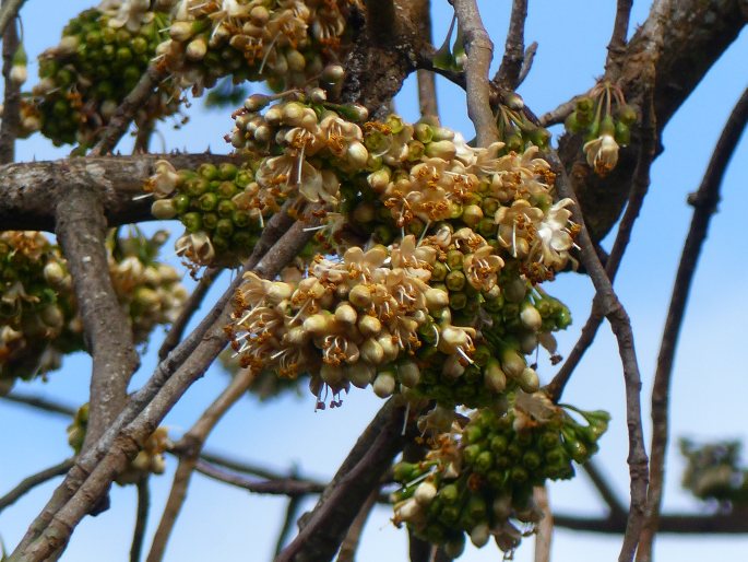 Ceiba pentandra