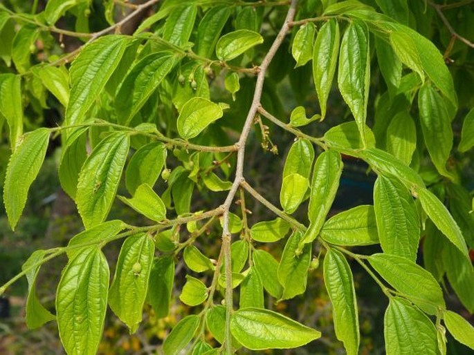 CELTIS AFRICANA Burm. f. - břestovec / brestovec