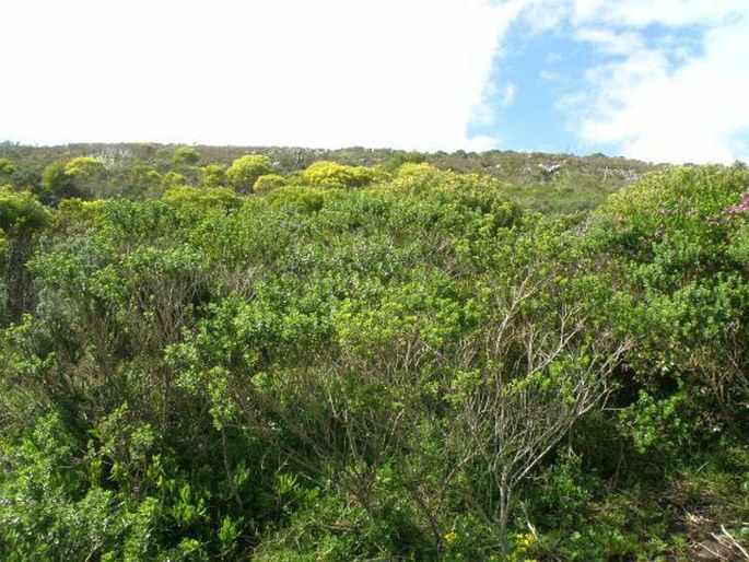 Celtis africana