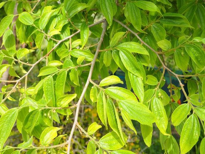 Celtis africana