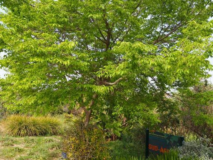 Celtis africana