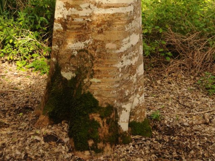 Celtis africana