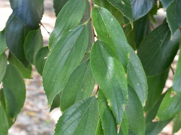 CELTIS BUNGEANA Blume - břestovec / brestovec