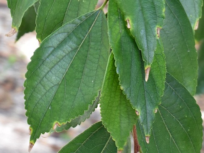 Celtis bungeana