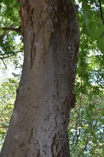 Celtis glabrata