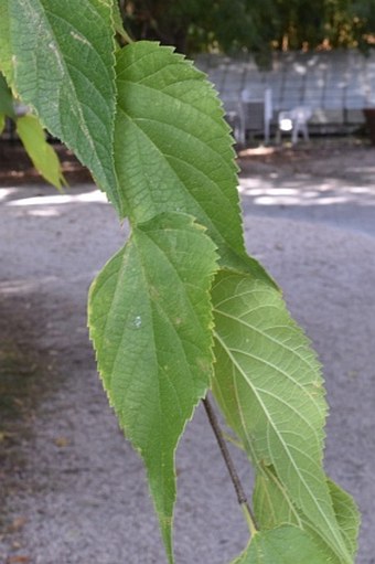 Celtis glabrata