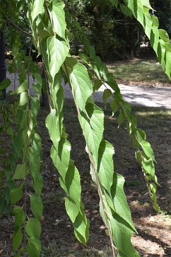 Celtis glabrata