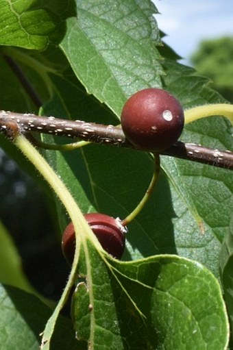 Celtis glabrata