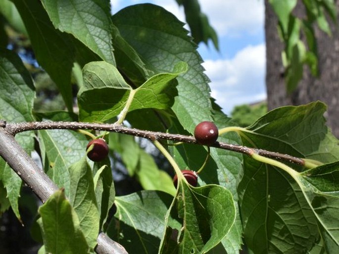 CELTIS GLABRATA Steven ex Planch. - břestovec / brestovec