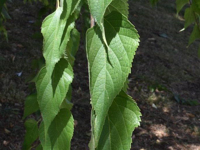 Celtis glabrata