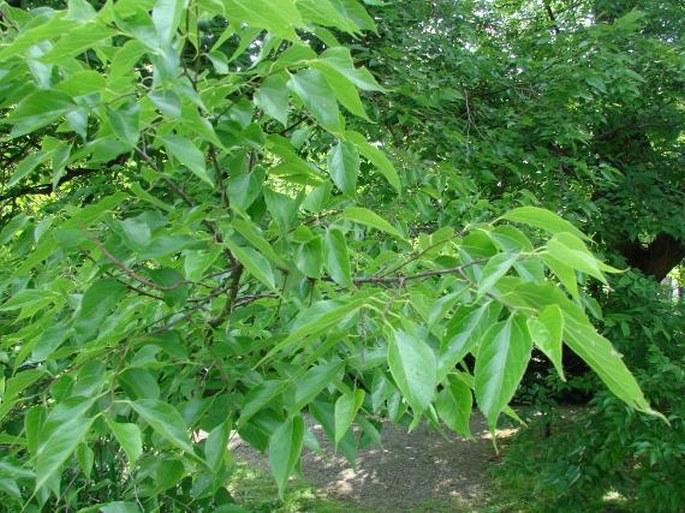 Celtis occidentalis