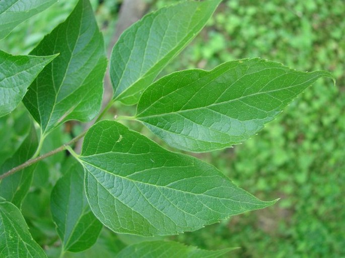 Celtis occidentalis