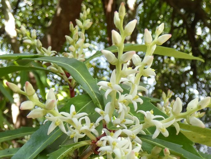 Cenarrhenes nitida