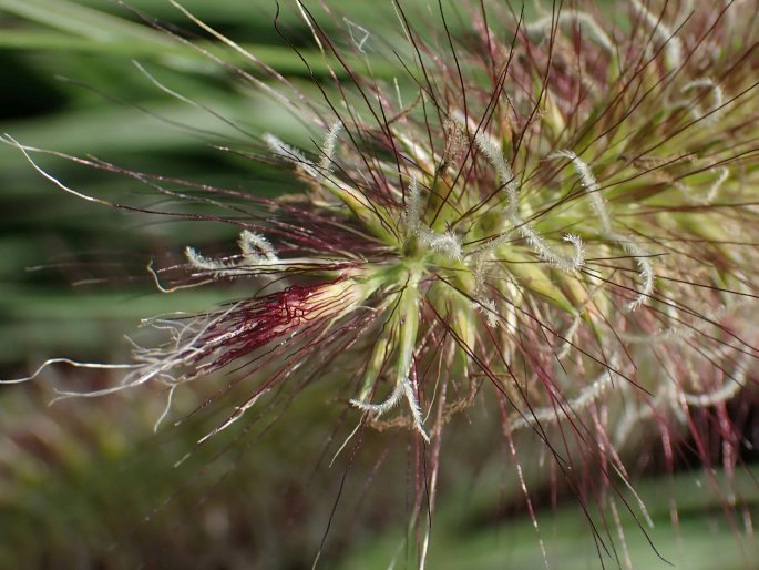 Cenchrus alopecuroides