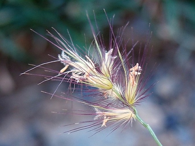 CENCHRUS CILIARIS L. – ostrokvět