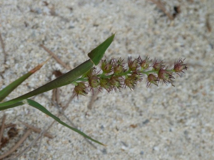 CENCHRUS ECHINATUS L. – ostrokvět ježatý / ostrokvet ježatý