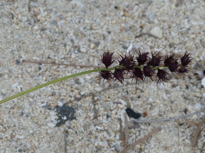 Cenchrus echinatus