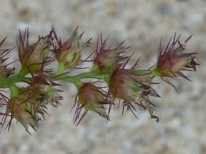 Cenchrus echinatus