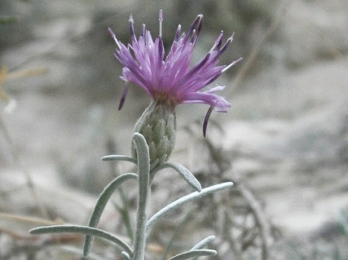 Centaurea akamantis