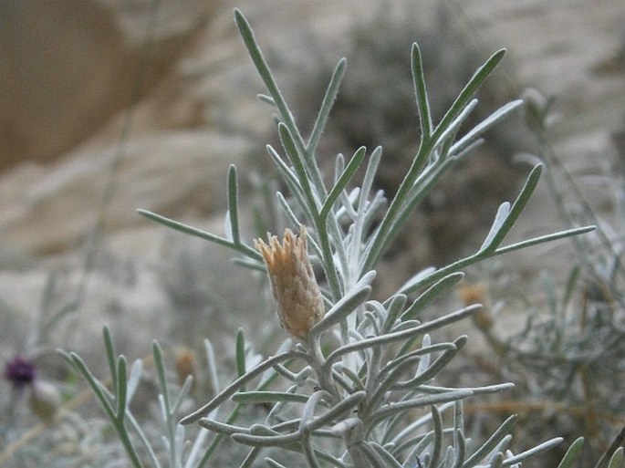 Centaurea akamantis