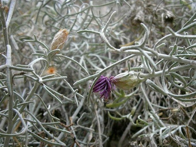 Centaurea akamantis