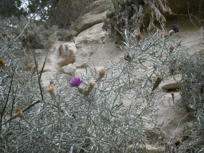 Centaurea akamantis