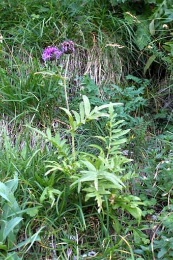 Centaurea scabiosa subsp. alpestris