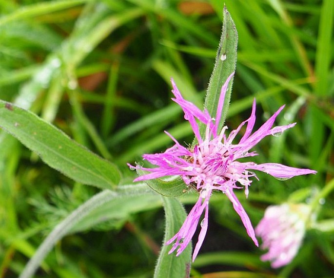 Centaurea debeauxii subsp. grandiflora