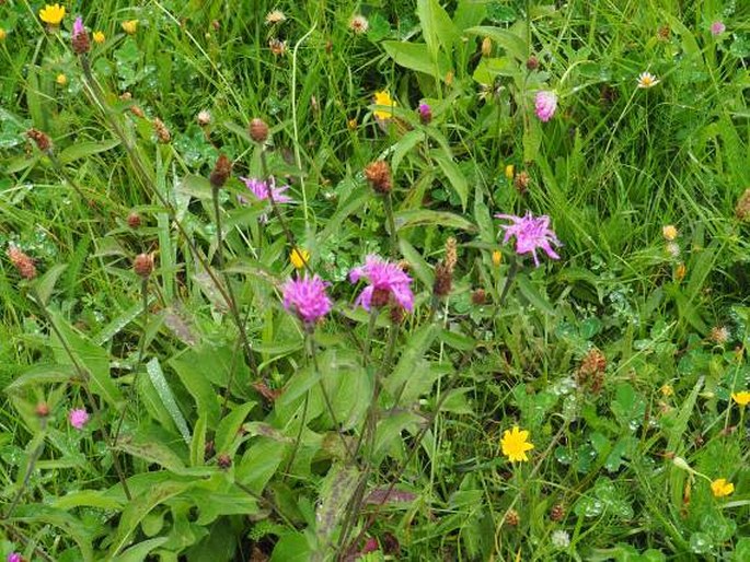 Centaurea debeauxii subsp. grandiflora