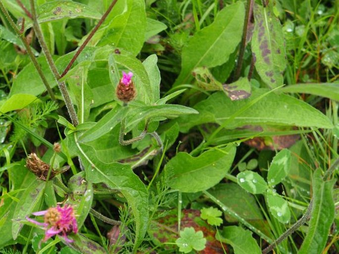 Centaurea debeauxii subsp. grandiflora