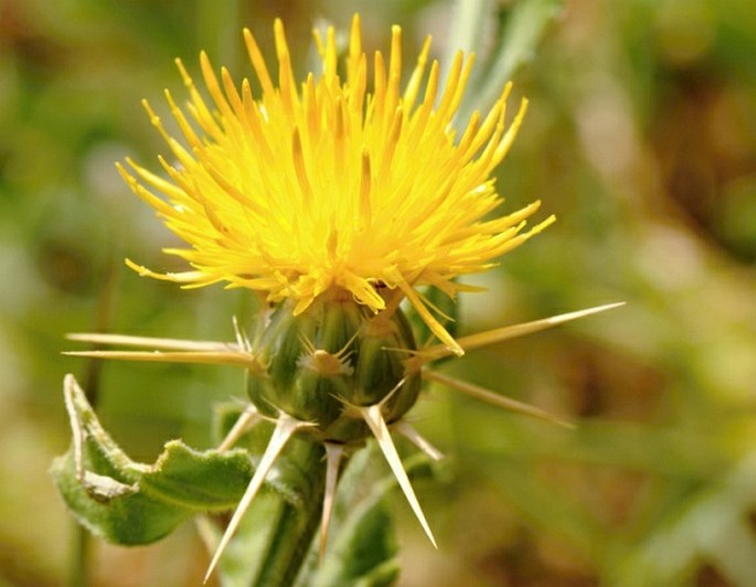 Centaurea dhofarica