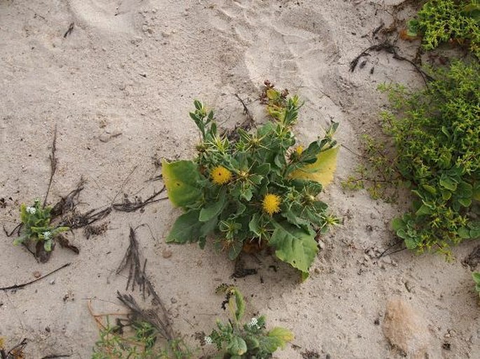 Centaurea dhofarica