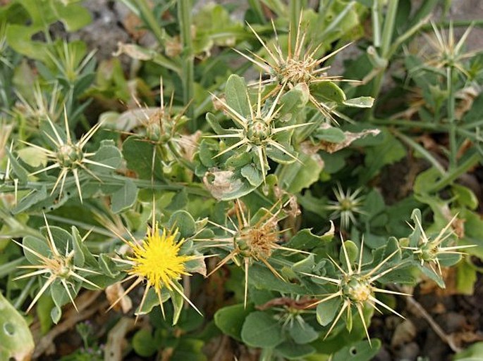 Centaurea dhofarica