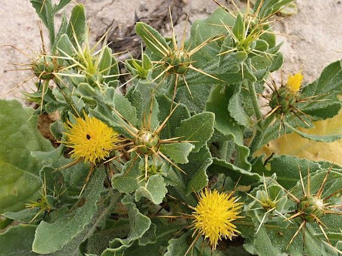 Centaurea dhofarica