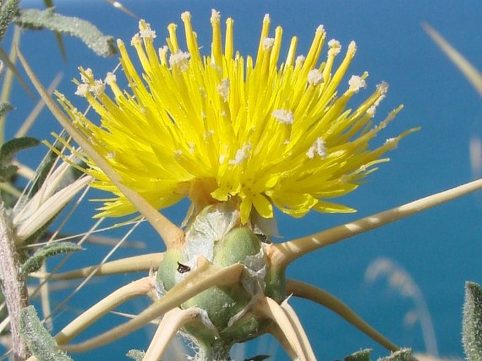 Centaurea hyalolepis