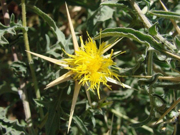 Centaurea hyalolepis