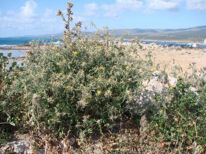 Centaurea hyalolepis