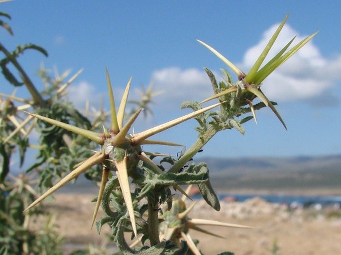 Centaurea hyalolepis