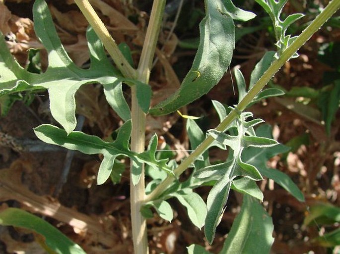 Centaurea hyalolepis